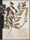 Foto von Salix cinerea L. x Salix nigricans Sm.